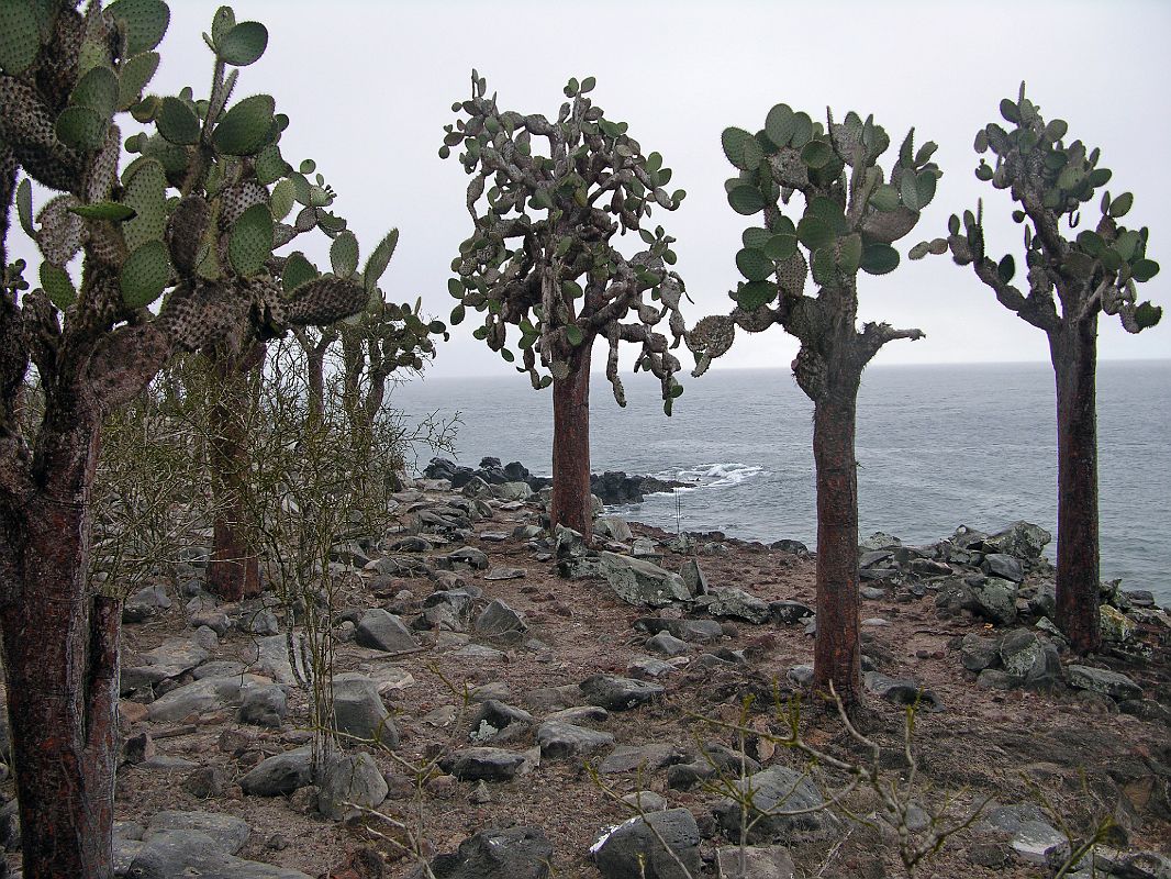 Galapagos 2-2-05 Santa Fe Prickly Pear Cactus